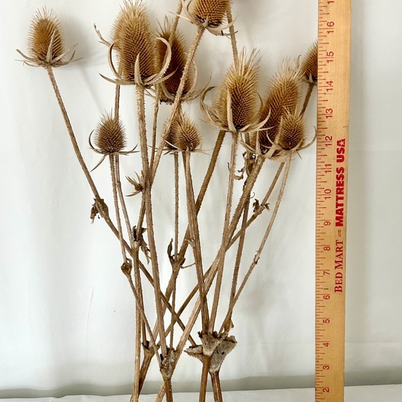 15 Dried Teasel Heads w Stems Natural Thistle Floral Home Decor Craft Supply - Picture 3 of 4